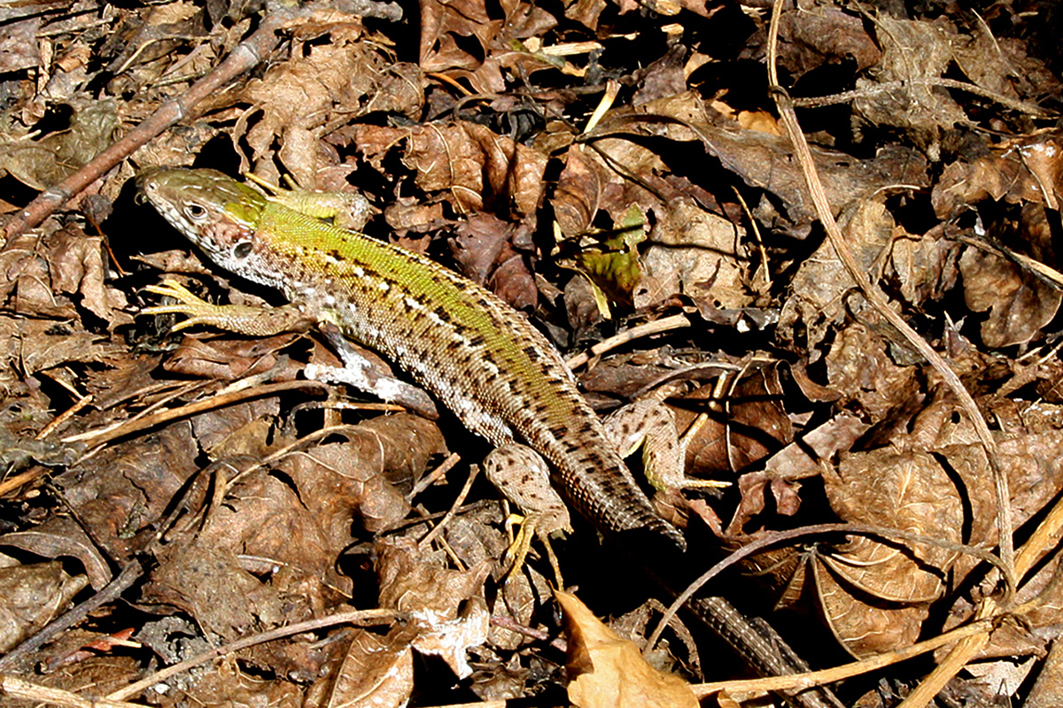 Burg Devin, Bratislava.