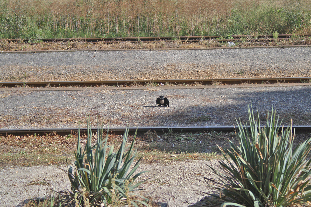 Čachtice, Slovakia, Station.