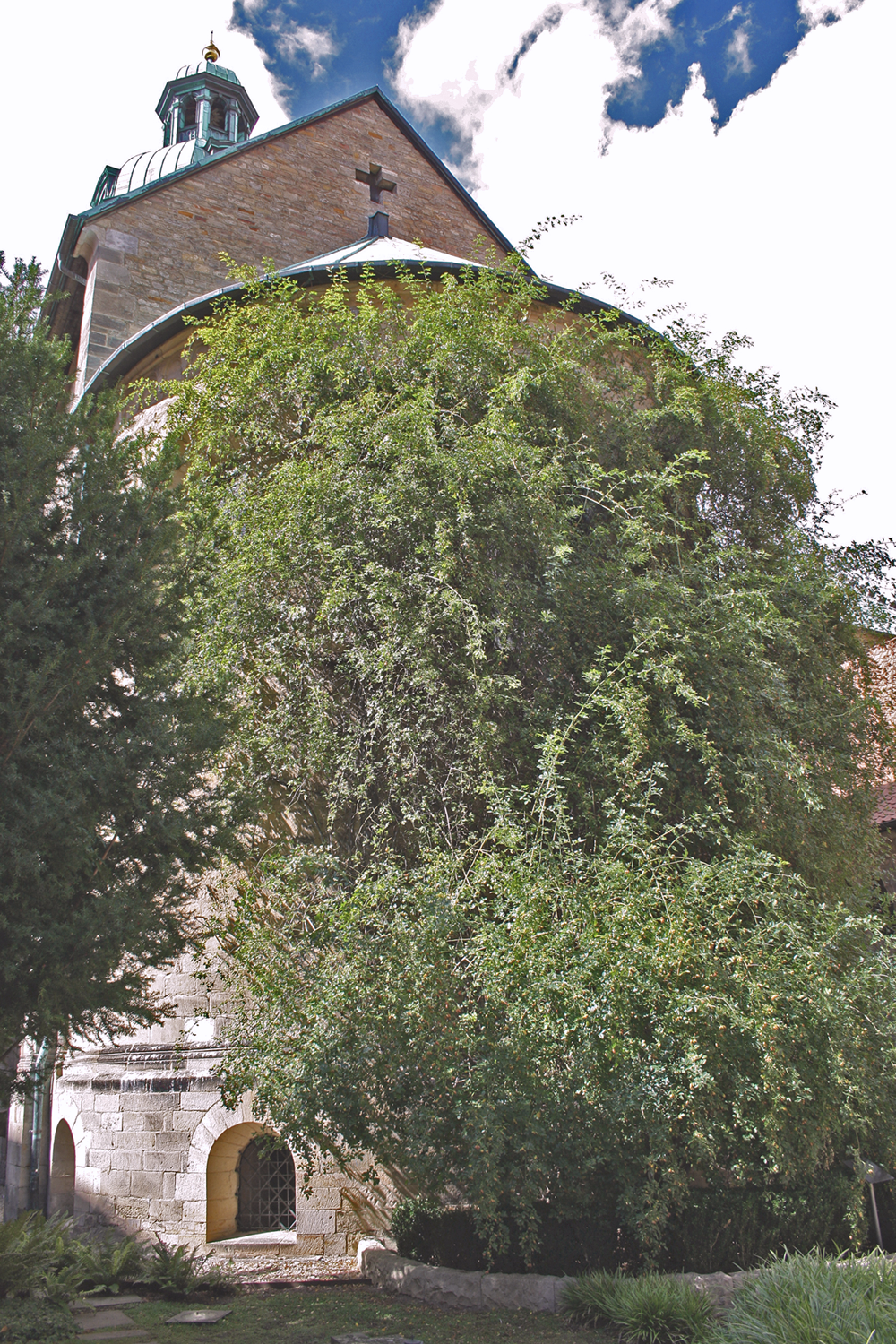 Tausendjähriger Rosenstock in Hildesheim.